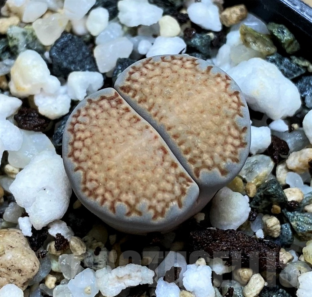 SH12590 Lithops halii