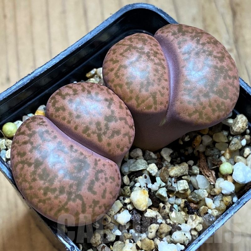SH12591 Lithops bromfieldii v. glaudinae 'Embers' C393A