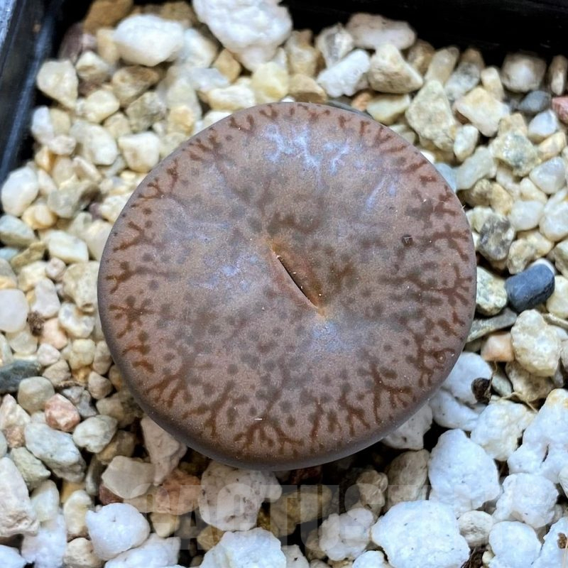 SH12593 Lithops pseudotruncatella