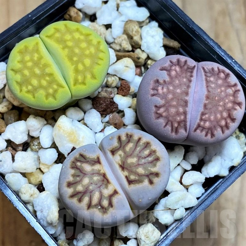 SH12594 Lithops mix