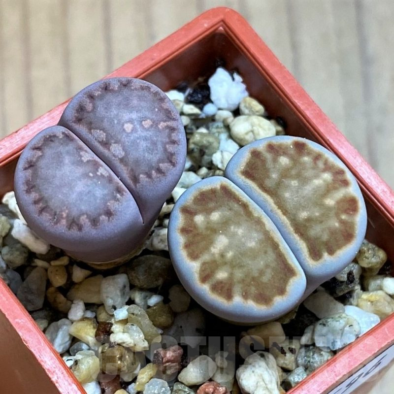 SH12596 Lithops julii ‘Kikushogyoku’, Lithops salicola ‘Sato’s Violet’ hybrid