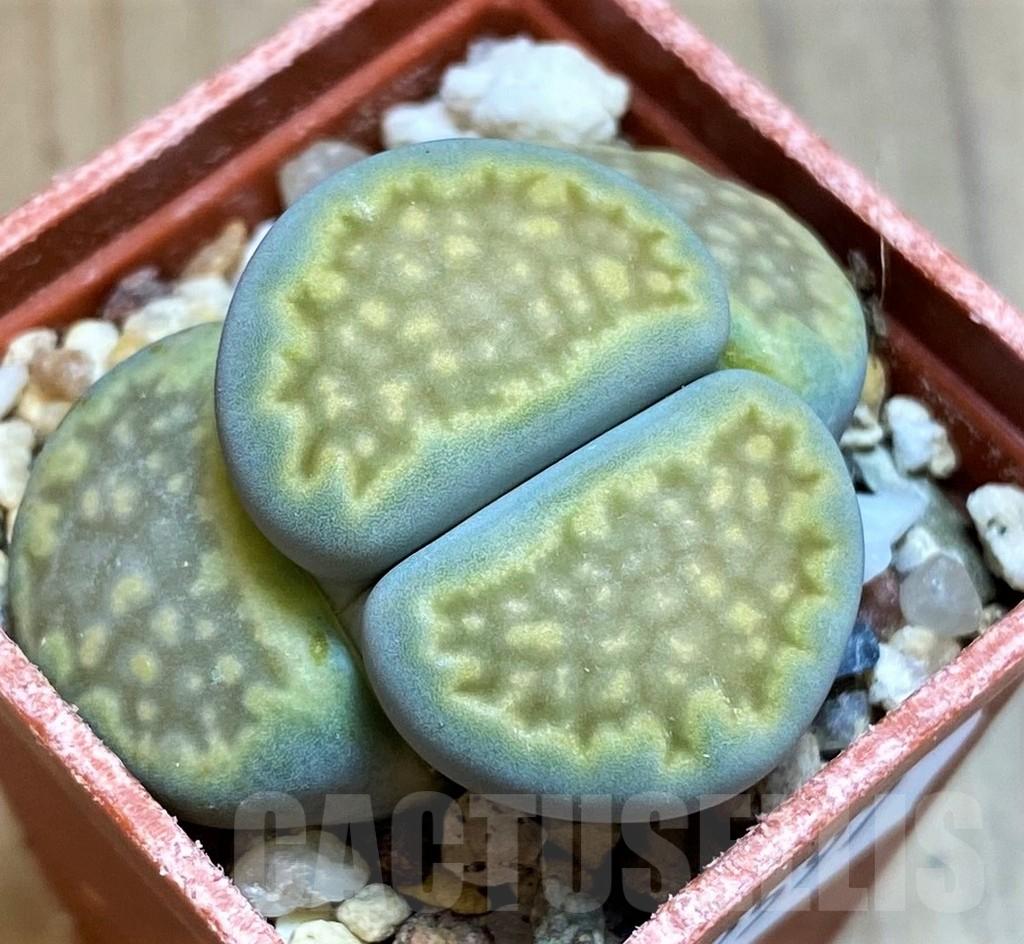 SH12597 Lithops hallii ochracea ‘Green Soapstone’