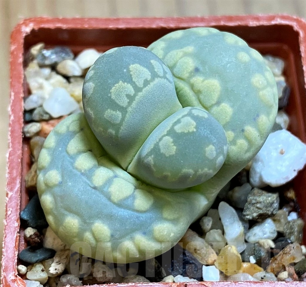 SH12598 Lithops otzeniana