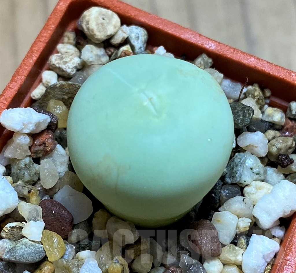 SH12599 Conophytum calculus