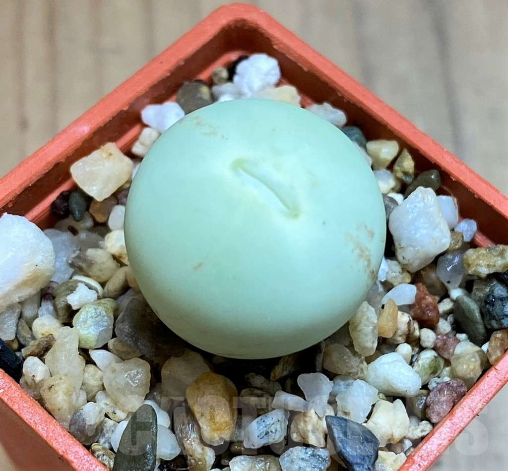 SH12600 Conophytum calculus