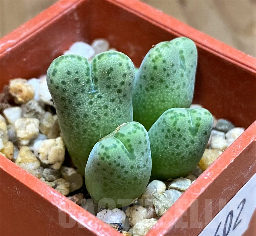 SH12602 Conophytum marginatum springbok SB 2342 - Image 2