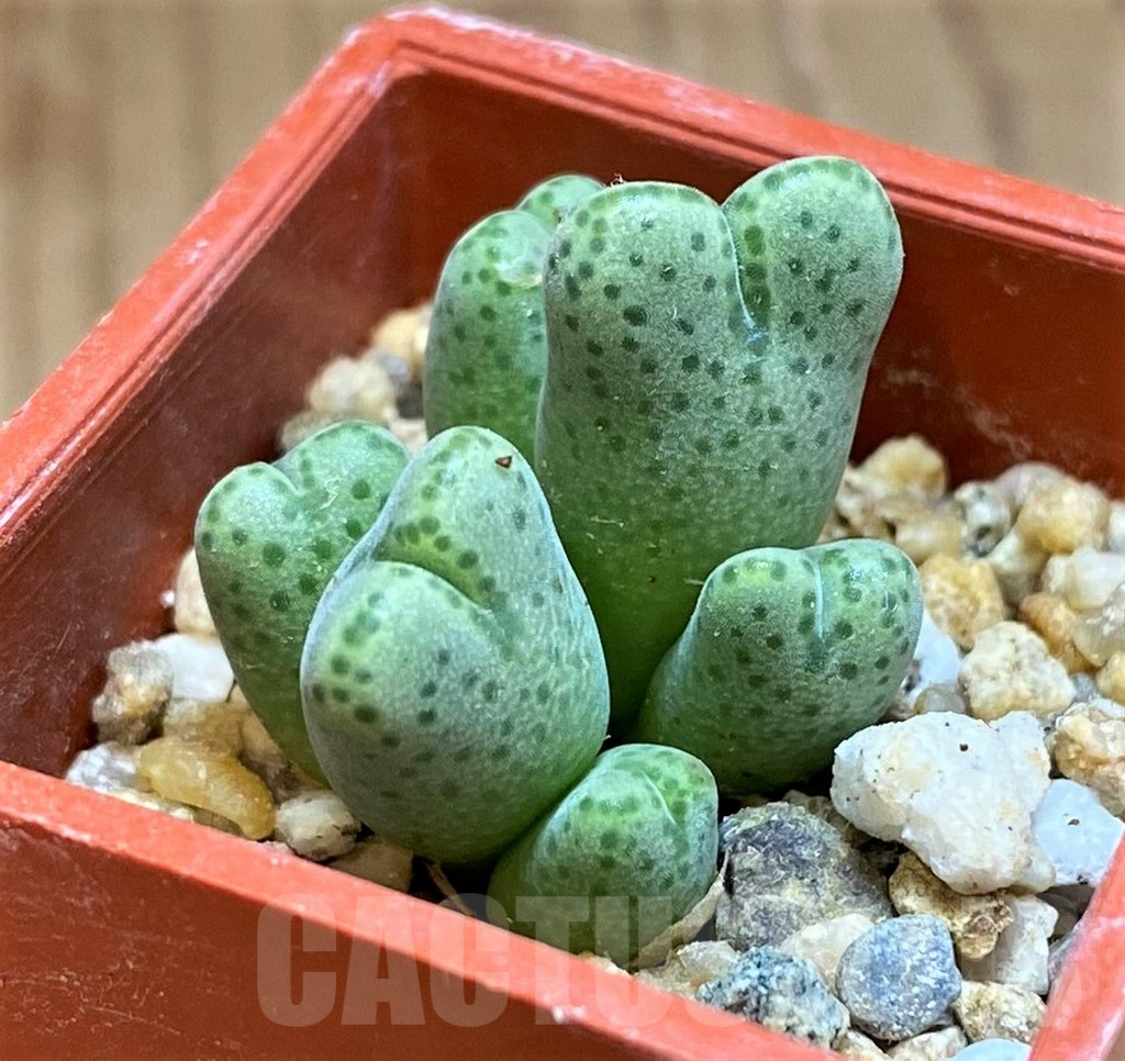 SH12602 Conophytum marginatum springbok SB 2342