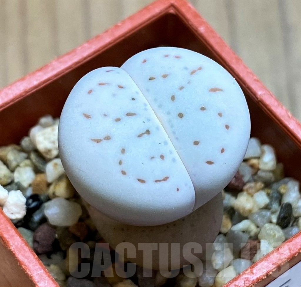 SH12605 Dinteranthus vanzylii