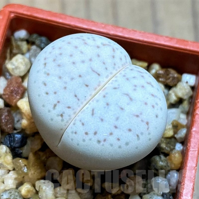 SH12606 Dinteranthus vanzylii