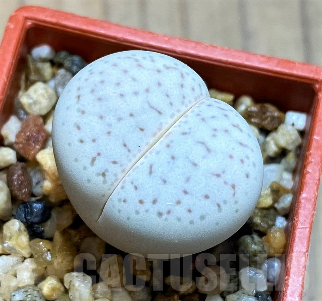 SH12606 Dinteranthus vanzylii