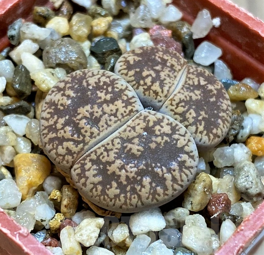 SH12539 Lithops lesliei v. venteri