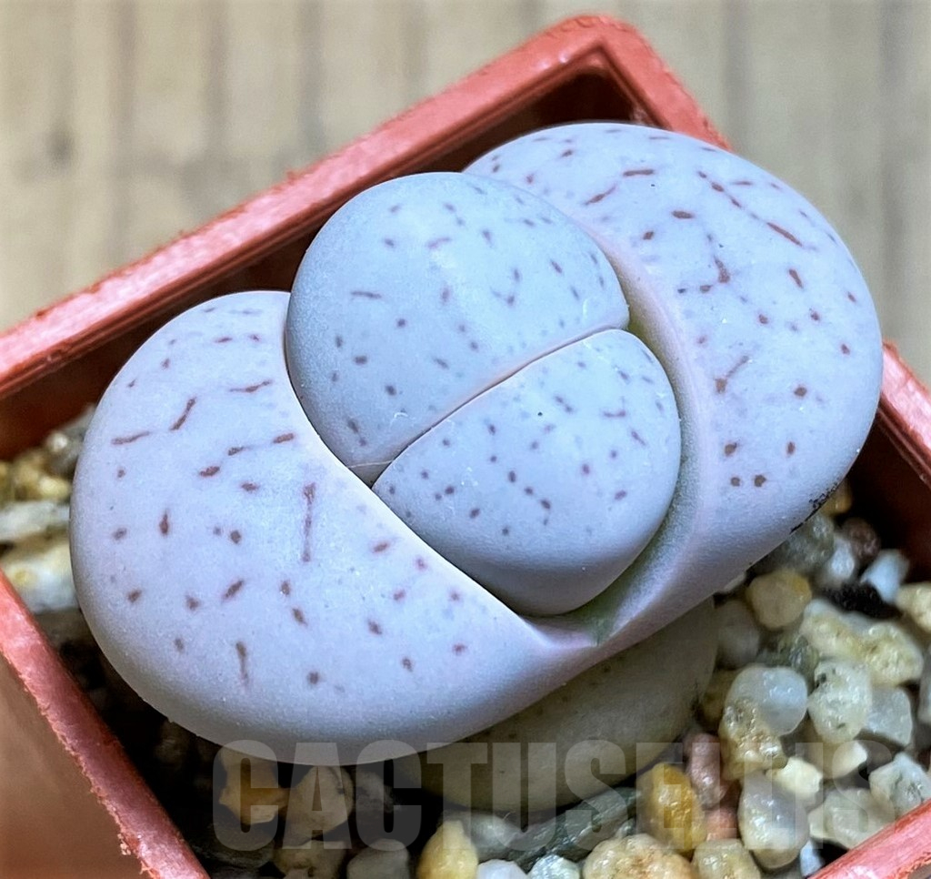 SH12607 Dinteranthus vanzylii