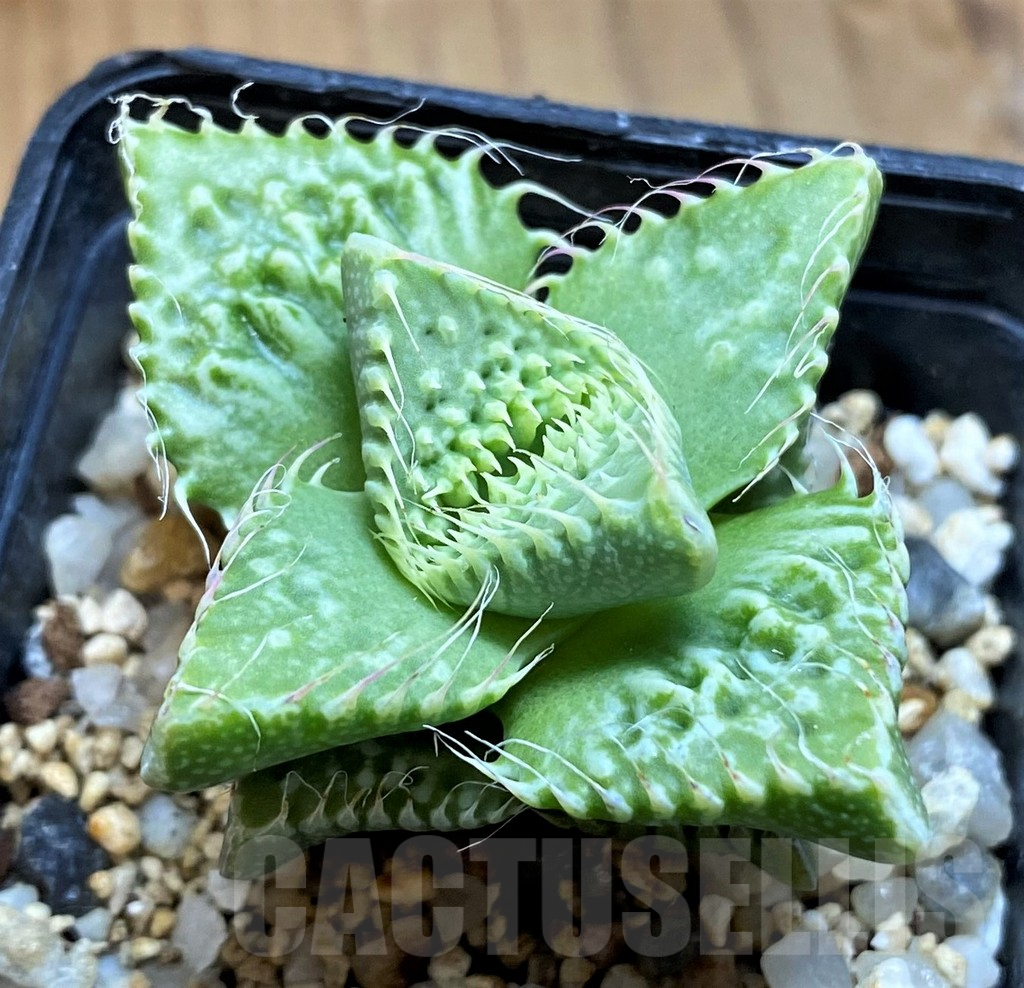 SH12609 Faucaria tuberculosa -Japan-