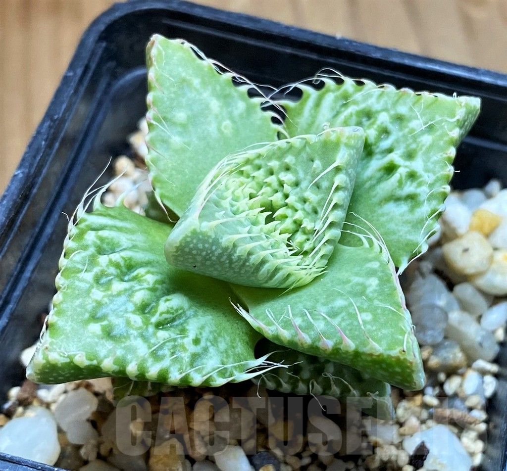 SH12609 Faucaria tuberculosa -Japan- - Image 2