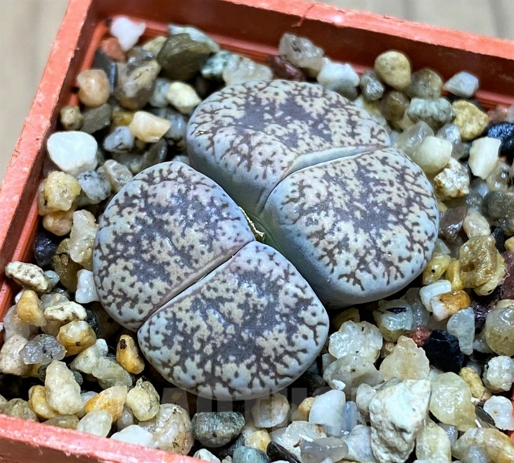 SH12540 Lithops lesliei v. venteri