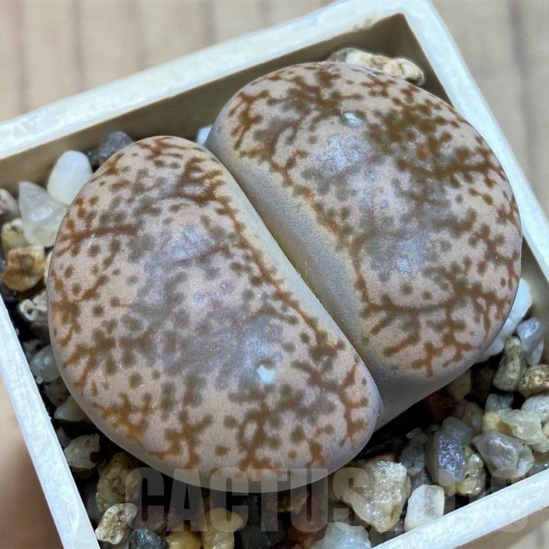 SH12532 Lithops pseudotruncatella