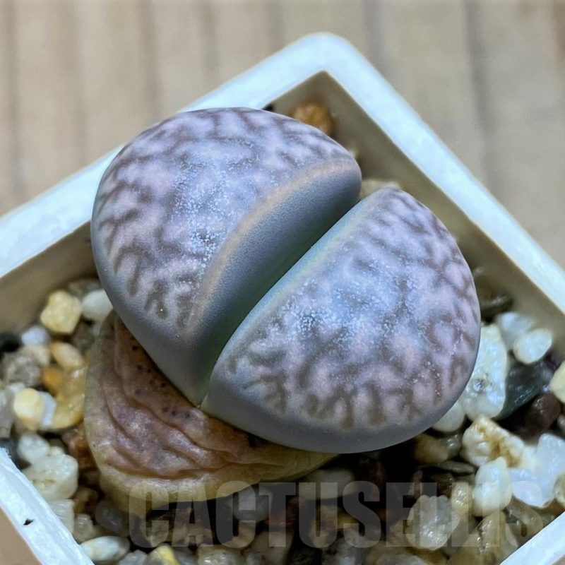SH12541 Lithops marmorata C365