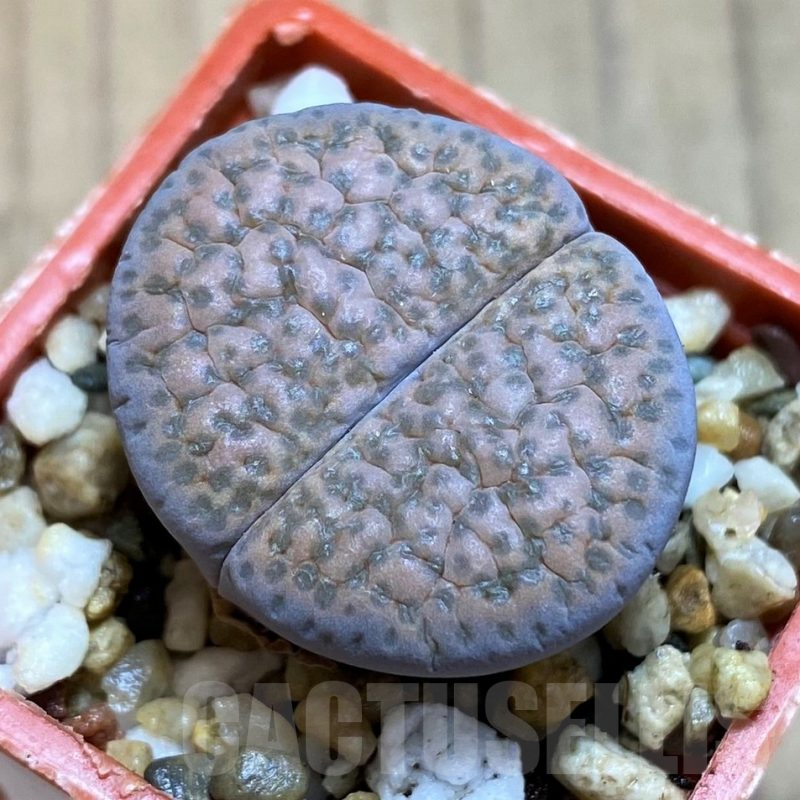 SH12542 Lithops fulviceps C219
