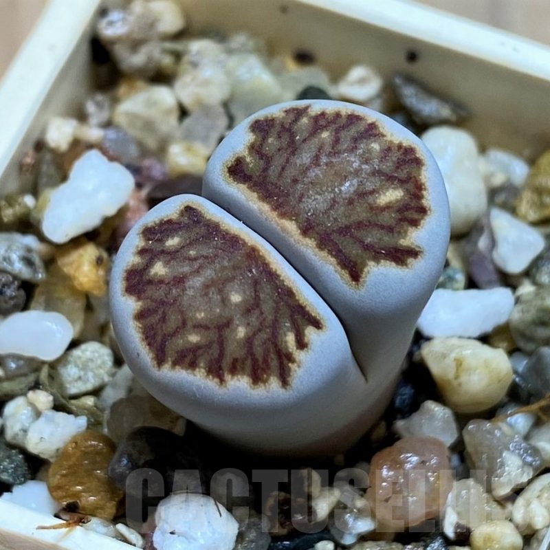 SH12545 Lithops julii ‘Kikushogyoku’