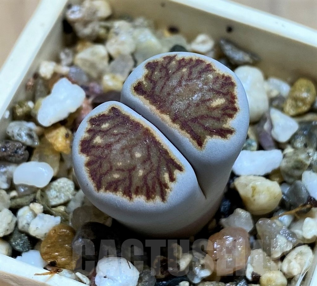 SH12545 Lithops julii ‘Kikushogyoku’