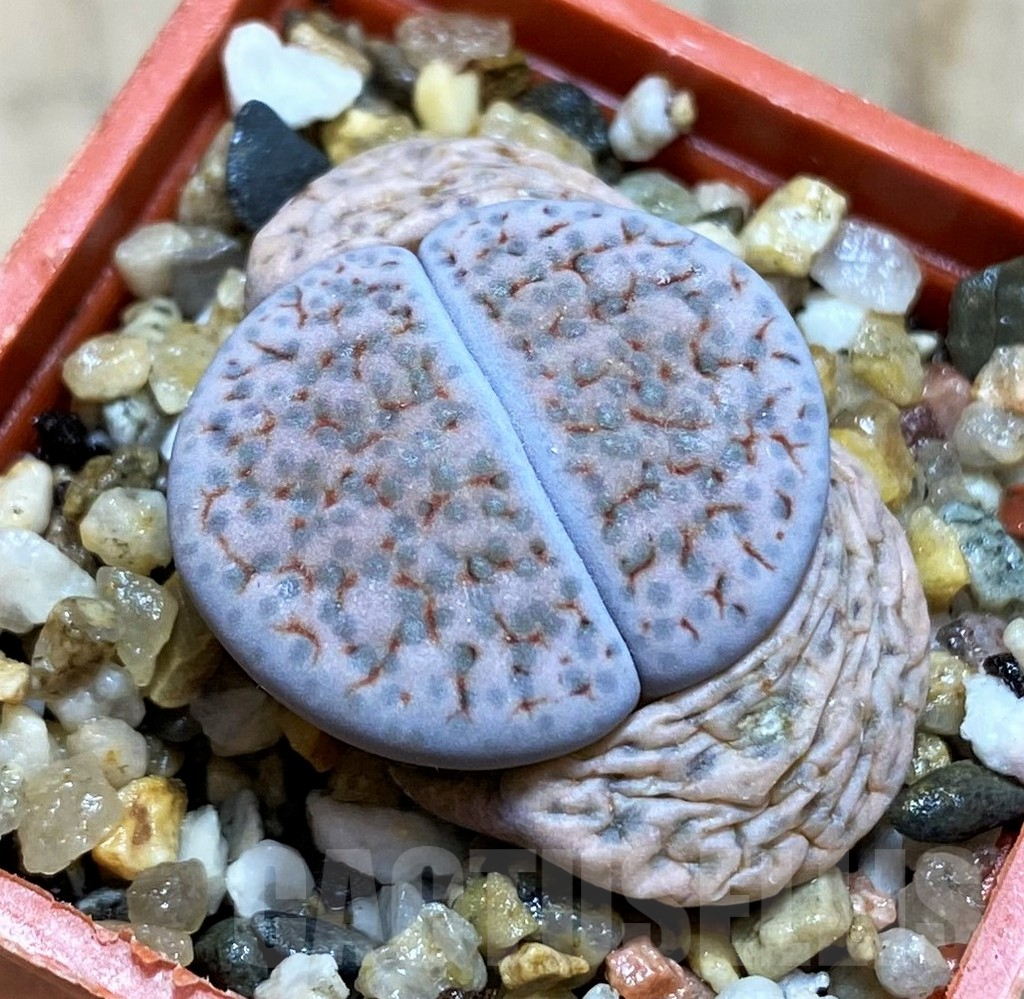 SH12546 Lithops fulviceps C219