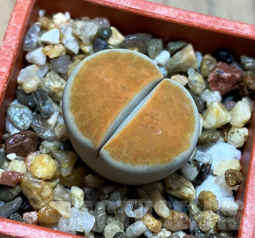 SH12547 Lithops karasmontana 'Lateritia'
