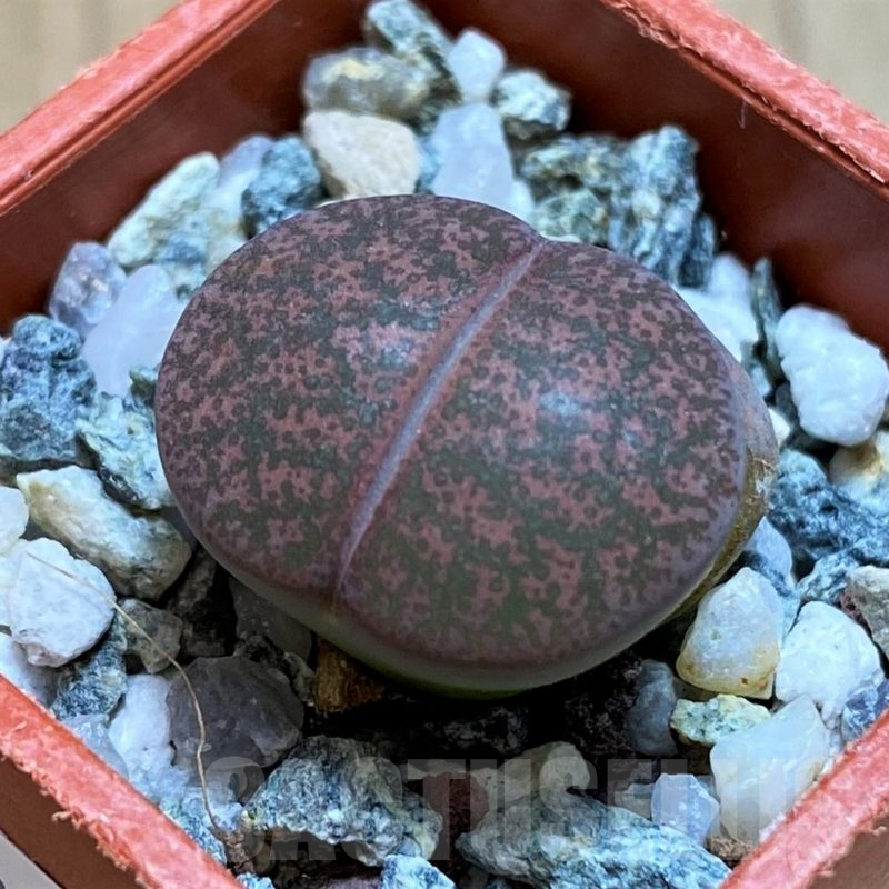 SH12549 Lithops lesliei v. rubrobrunnea