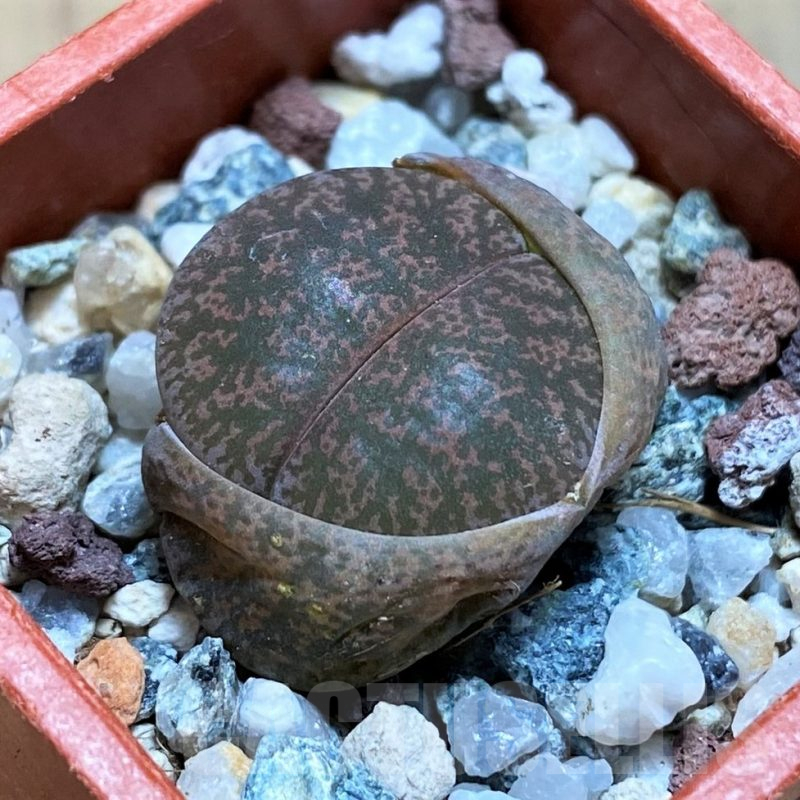 SH12550 Lithops lesliei v. rubrobrunnea
