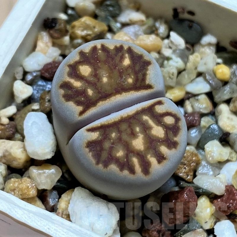 SH12533 Lithops julii ‘Kikushogyoku’