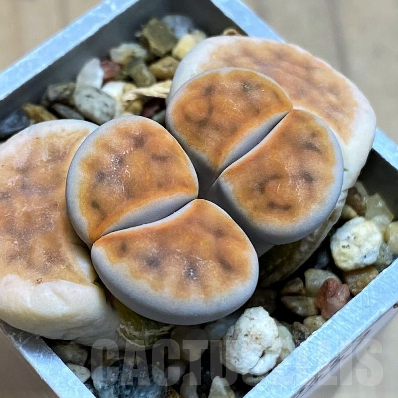 SH12552 Lithops karasmontana ‘Lateritia’