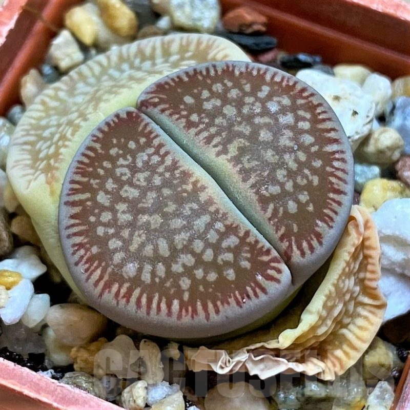 SH12556 Lithops aucampiae v. euniceae