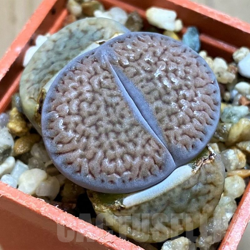 SH12558 Lithops hookeri v. dabneri