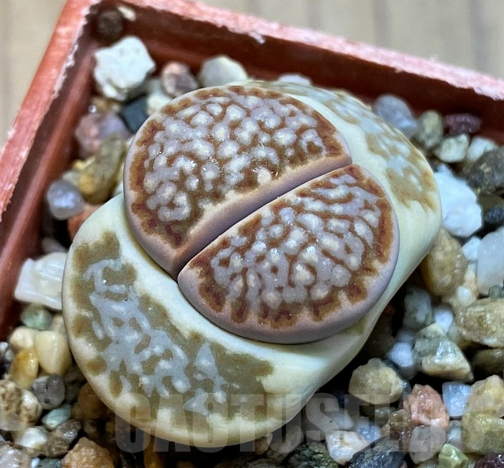 SH12561 Lithops julii