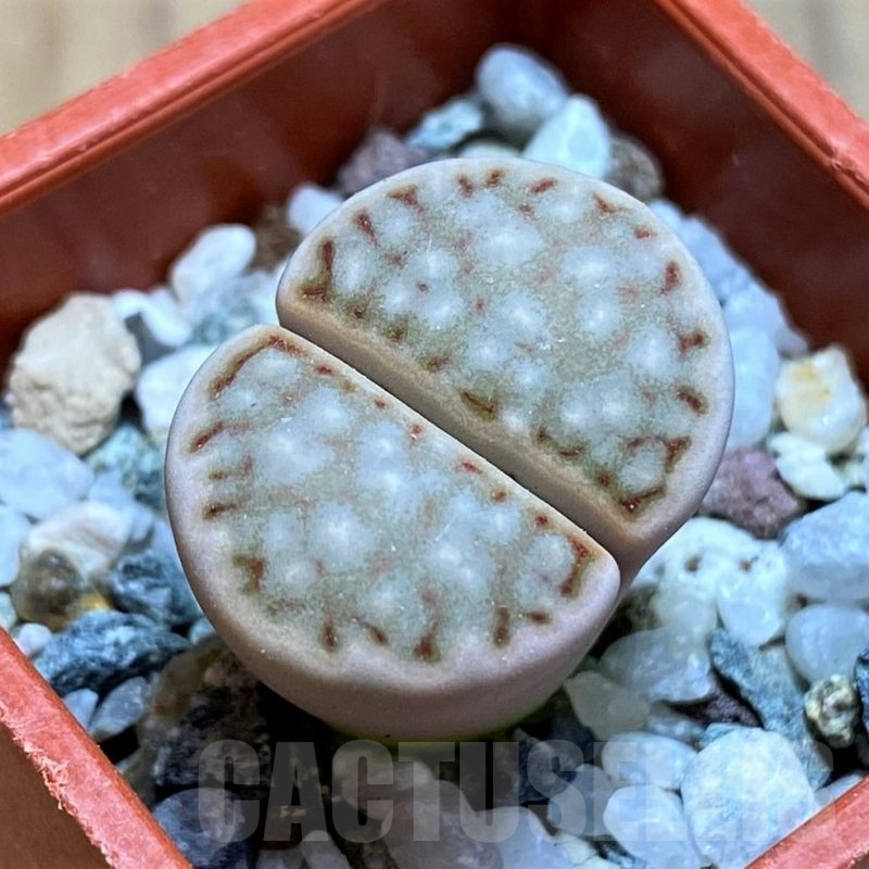 SH12562 Lithops julii