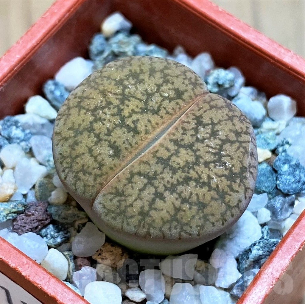 SH12564 Lithops lesliei C014