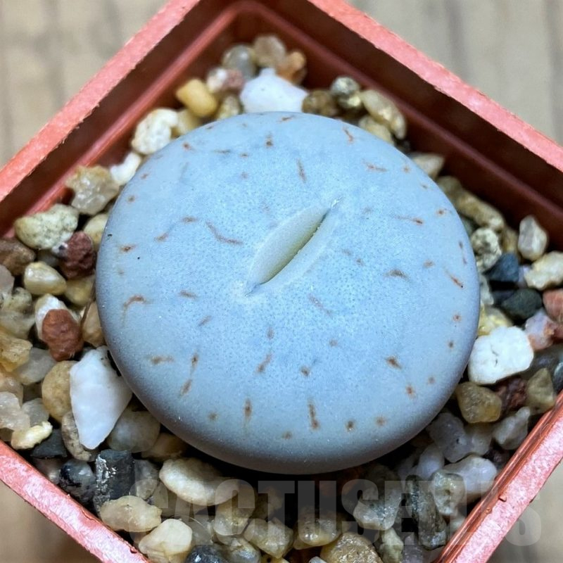 SH12567 Lithops pseudotruncatella ssp. volkii C065