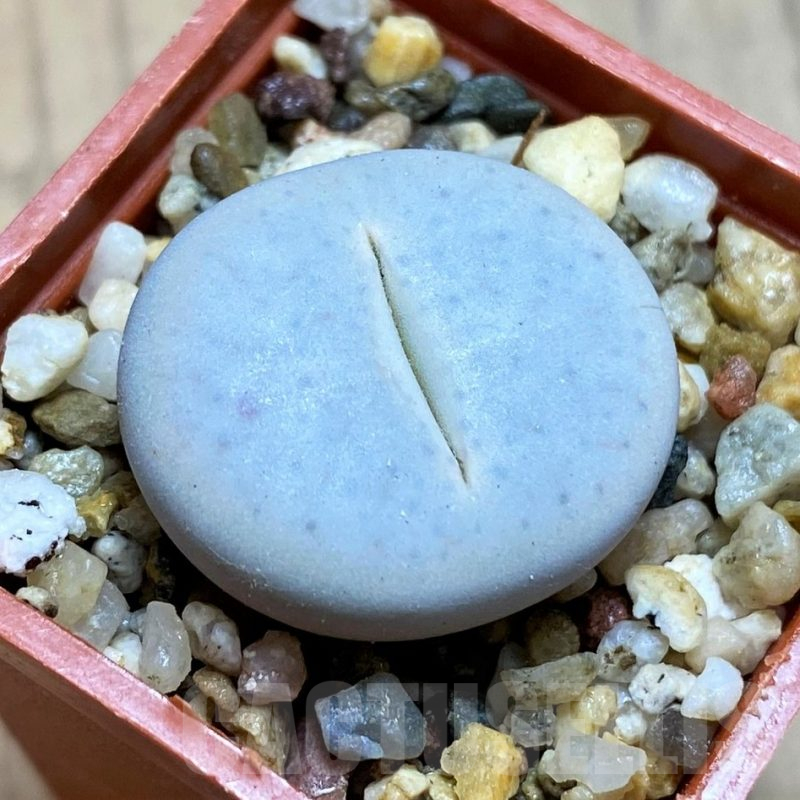 SH12568 Lithops pseudotruncatella ssp. volkii C065