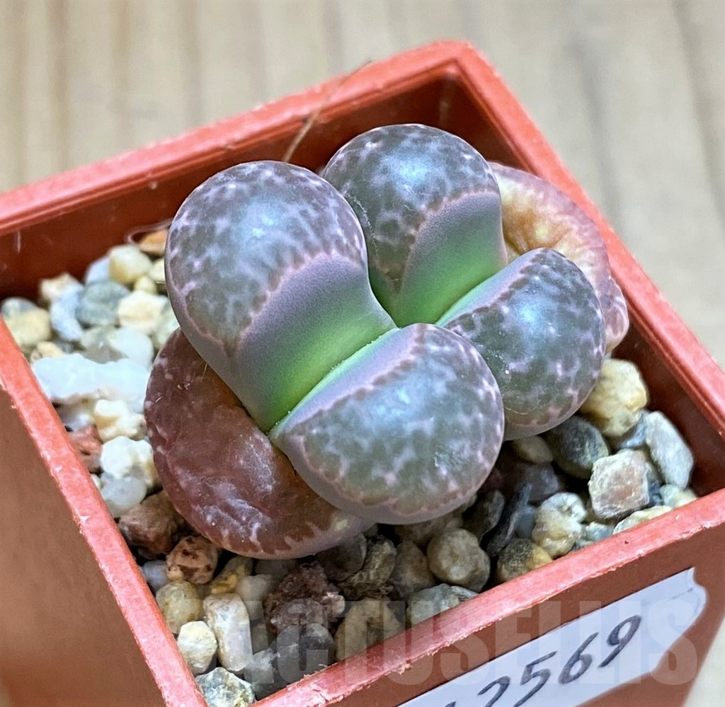 SH12569 Lithops naureeniae red