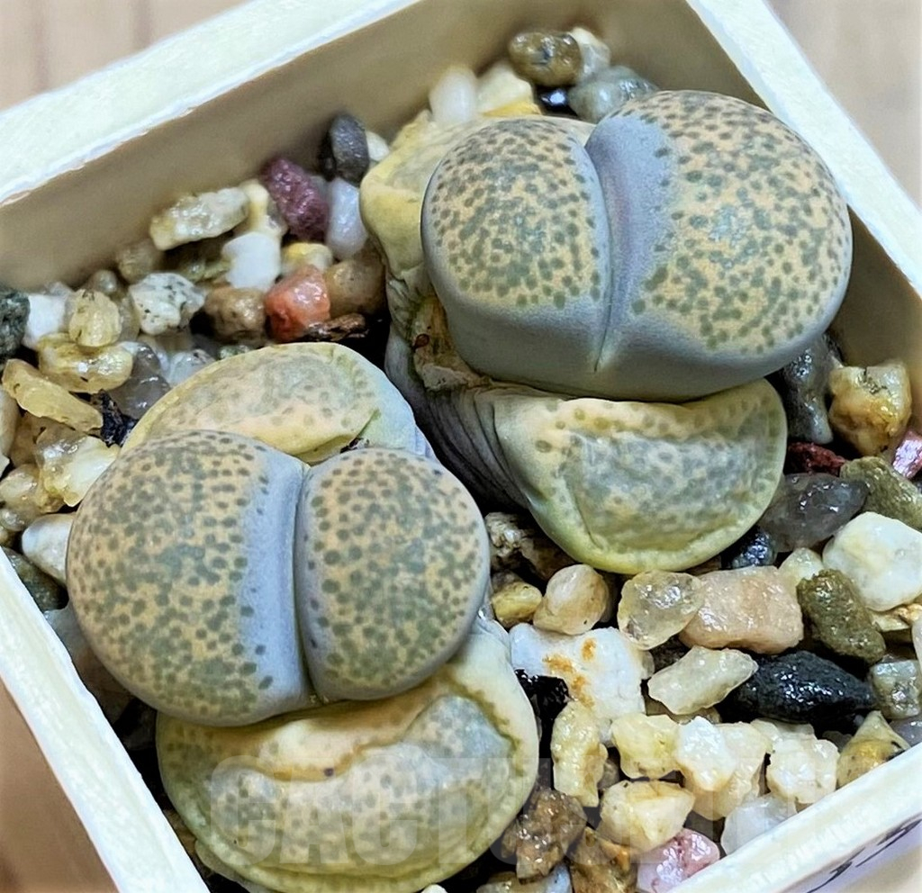 SH12535 Lithops terricolor