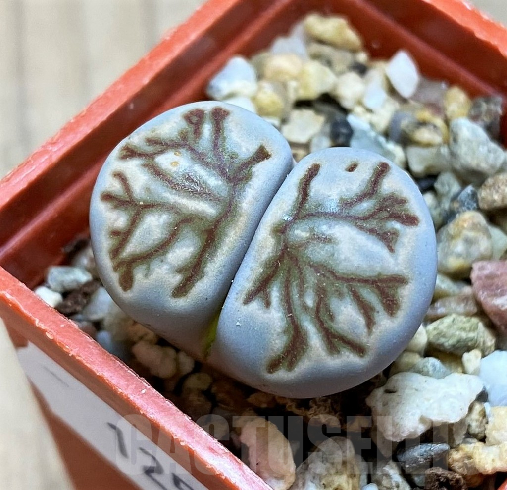 SH12570 Lithops julii ‘Kikushogyoku’