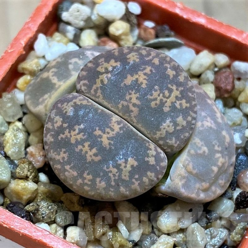 SH12573 Lithops lesliei 'Big Form'
