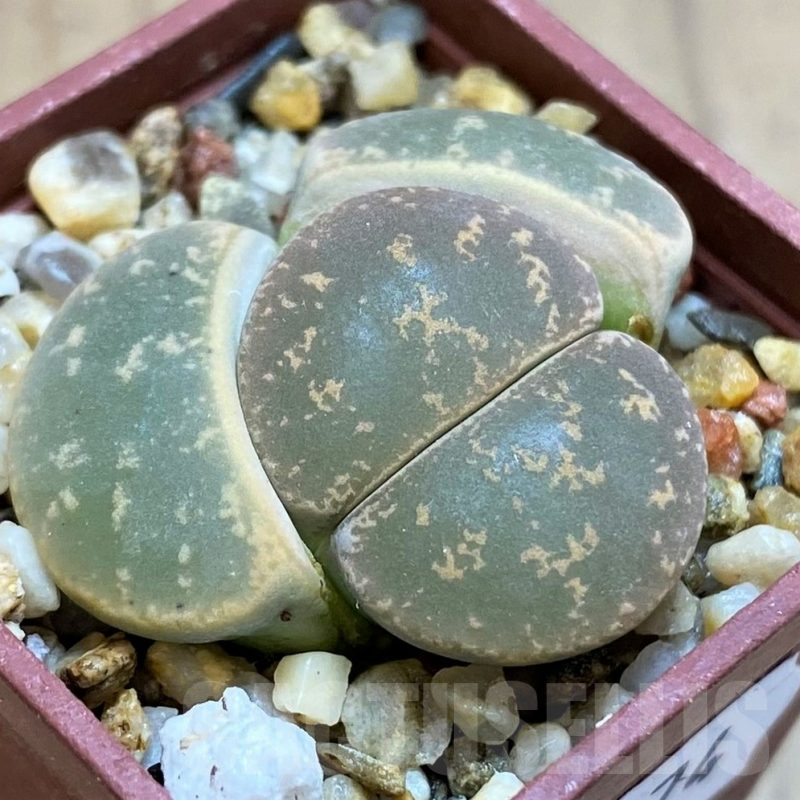 SH12574  Lithops lesliei 'Big Form'