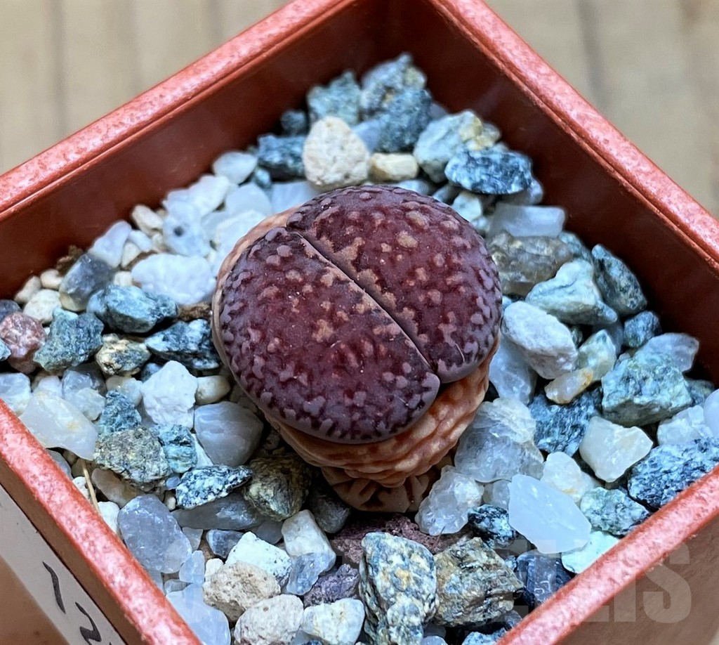 SH12577 Lithops salicola 'Bacchus'