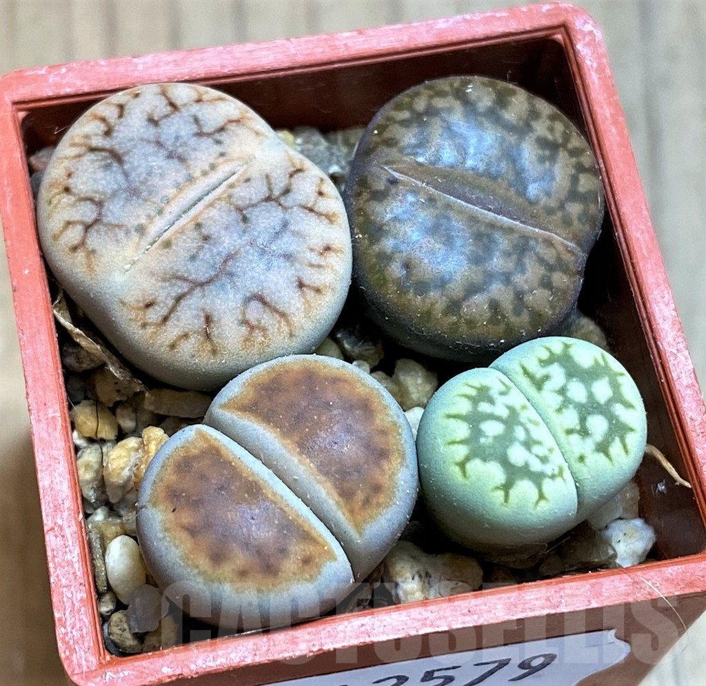 SH12579 Lithops mix