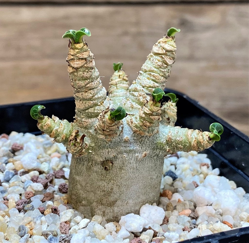 SH14407 Adenium arabicum DHA