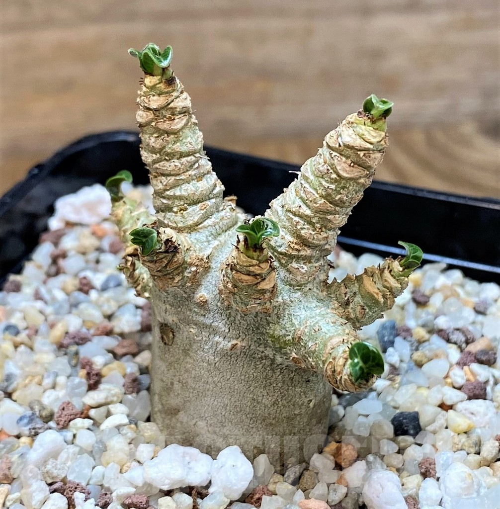 SH14407 Adenium arabicum DHA - Image 2