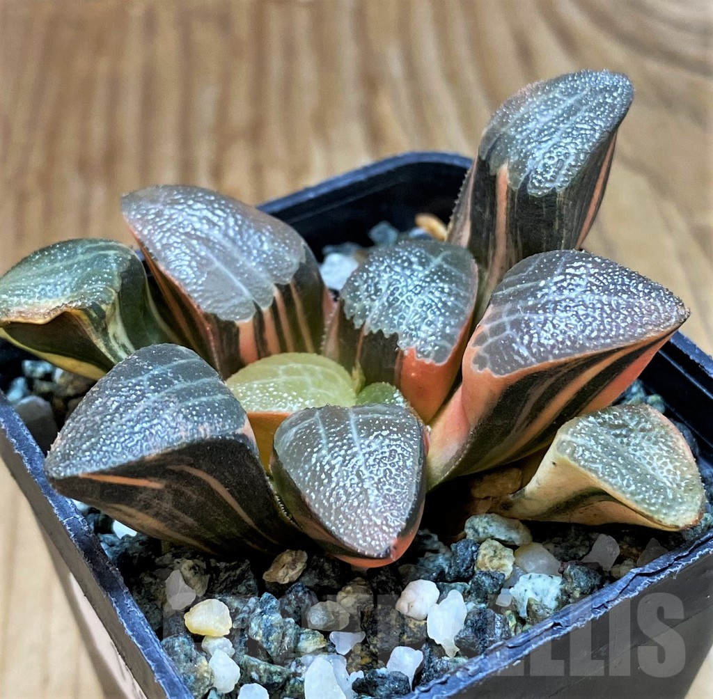 SH13921 Haworthia bayeri f. variegata - immagine 2
