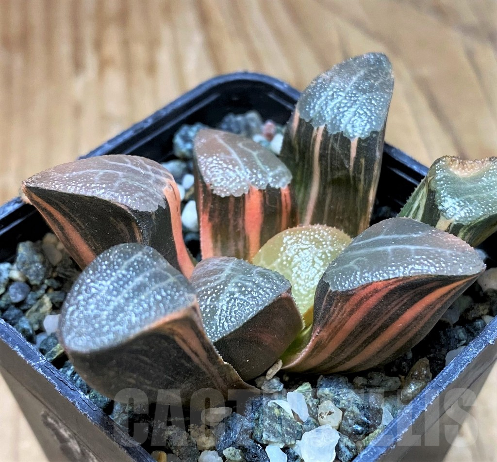 SH13921 Haworthia bayeri f. variegata