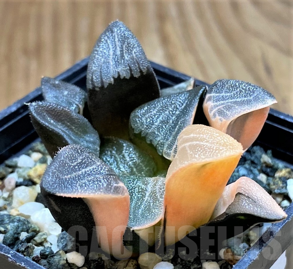 SH13922 Haworthia bayeri f. variegata - immagine 4