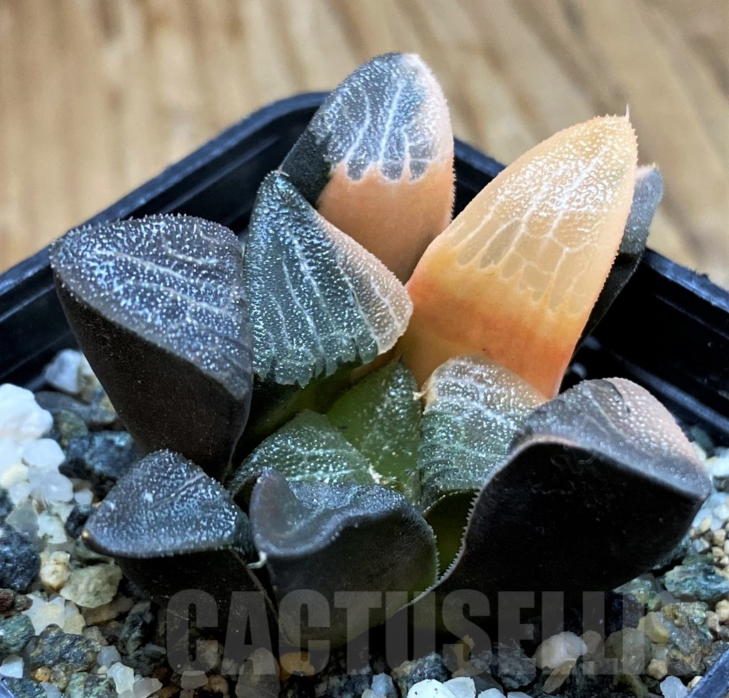 SH13922 Haworthia bayeri f. variegata - immagine 3
